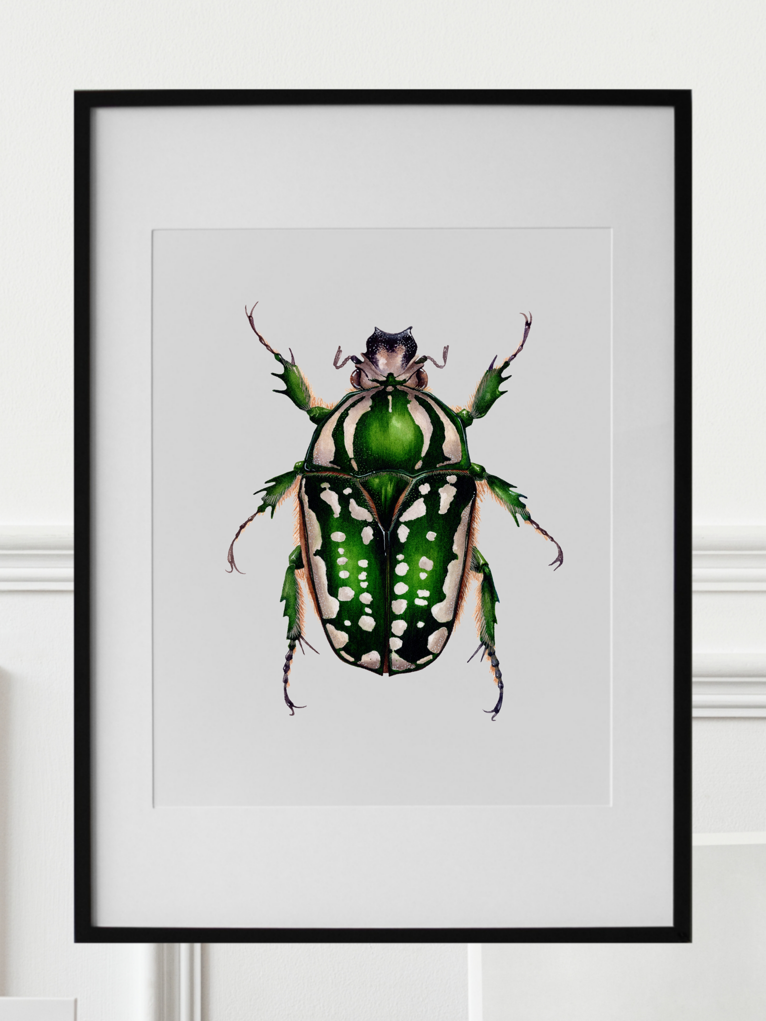 MECYNORHINA POLYPHEMUS femaleууу